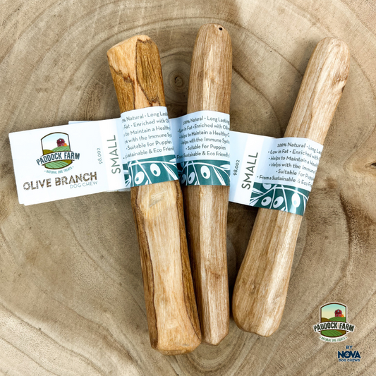 Olive wood chew - HOUNDS