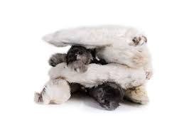 Hairy Rabbit Feet
