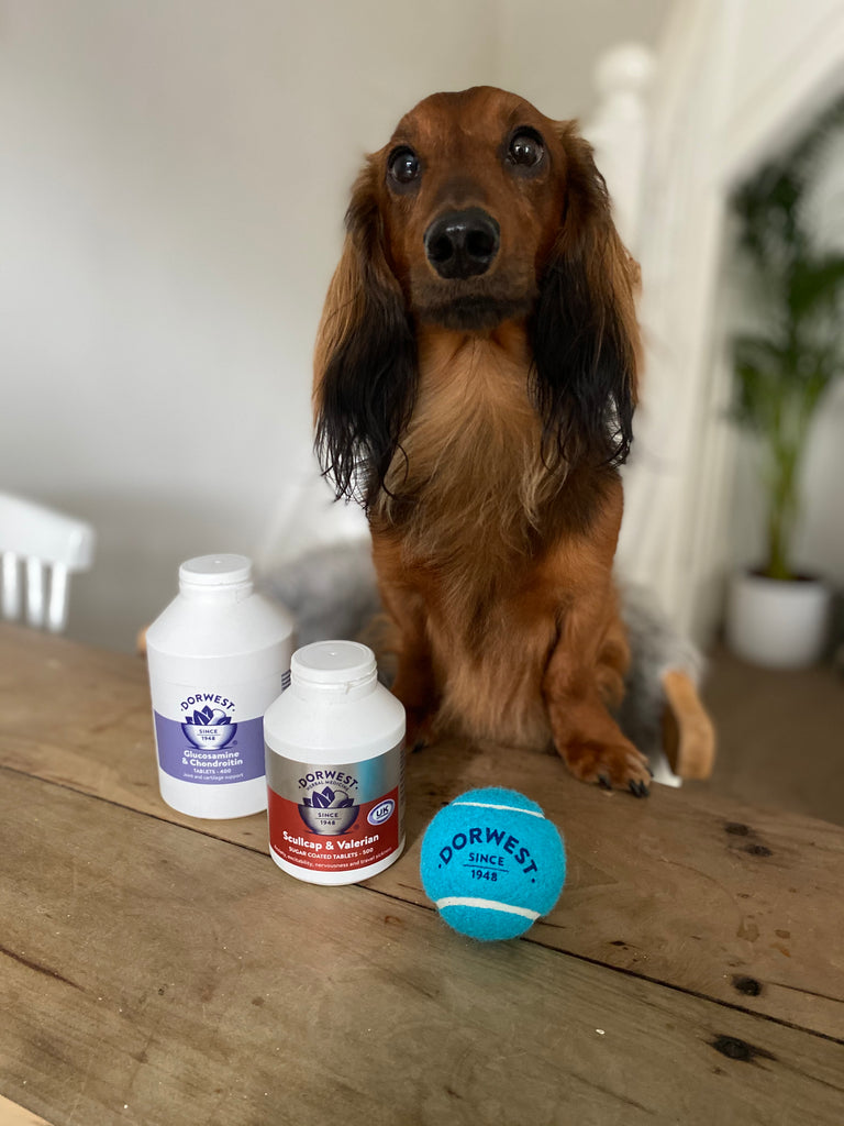 Herbal pet care with real results